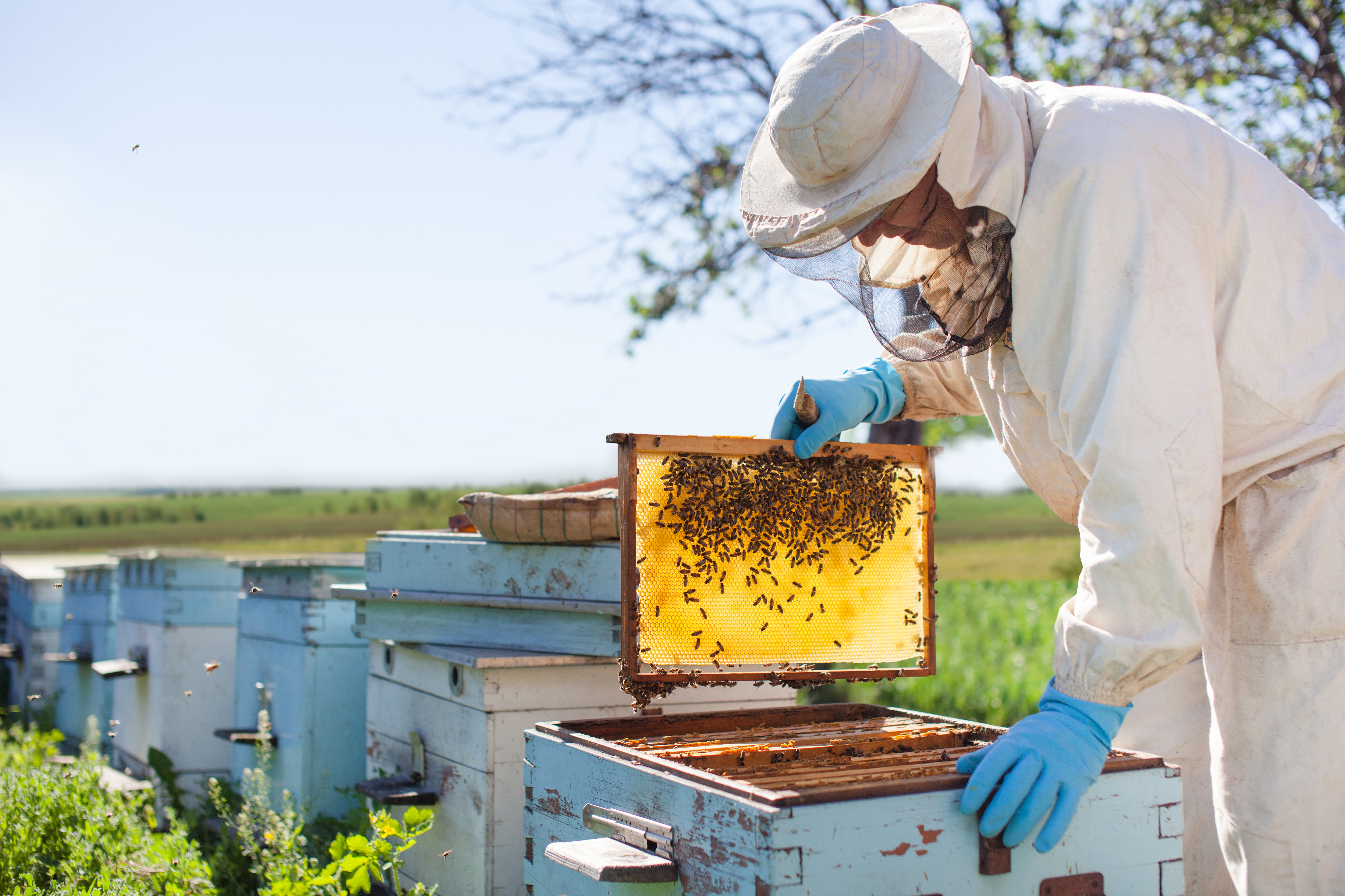 person collecting honey from bee hive