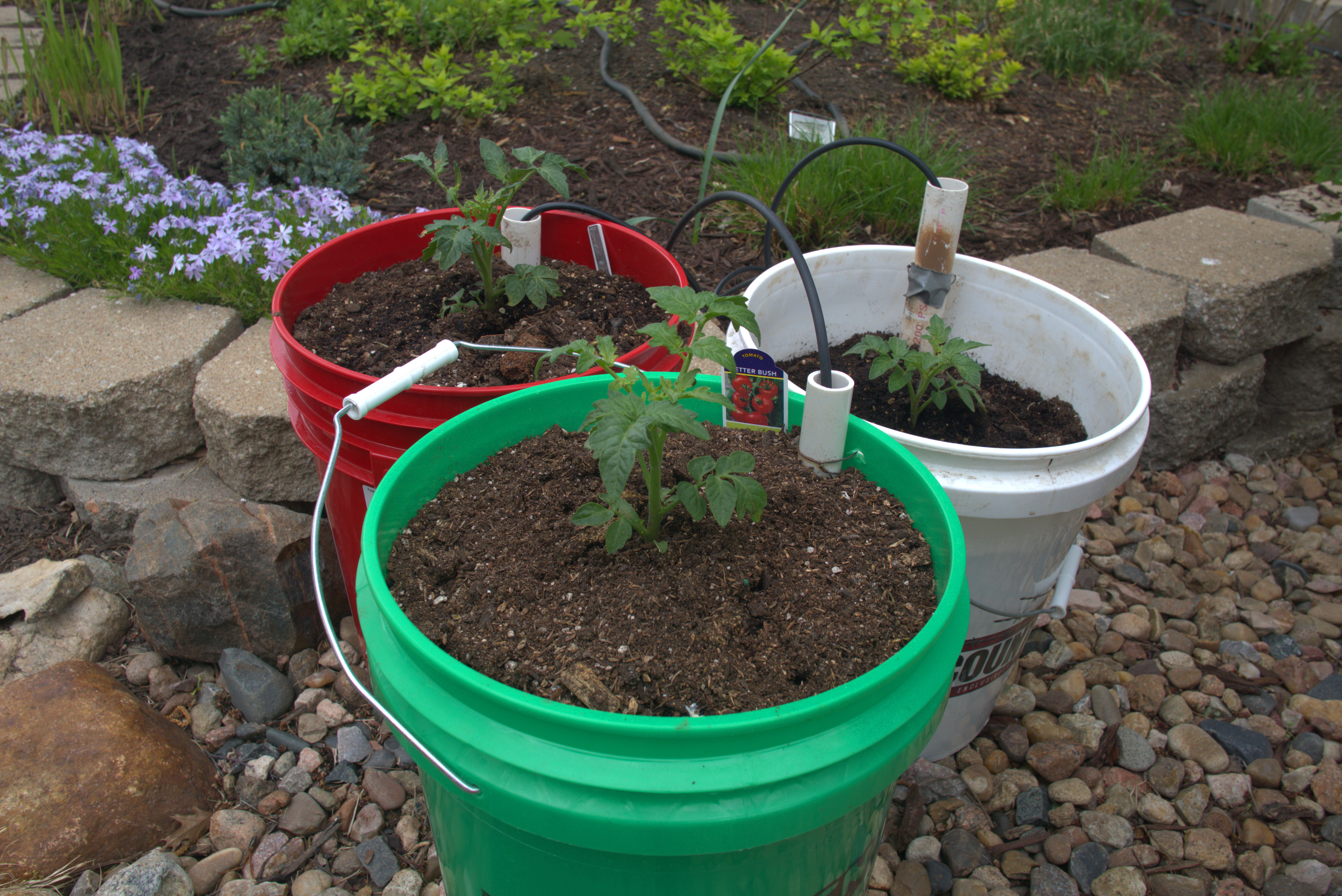 plants in buckets for gardening