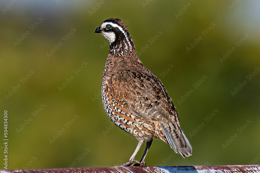 quail bird