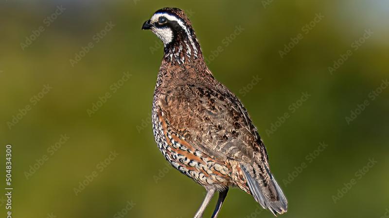 quail bird